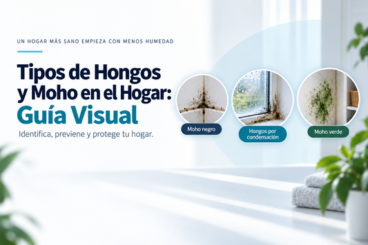 Tipos de Hongos y Moho en el Hogar: Guía Visual | Control Humedad